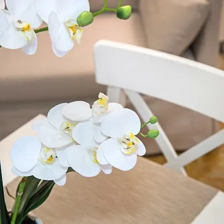 Veneziacentopercento Alle Ancore